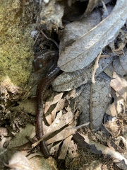 Batrachoseps pacificus
