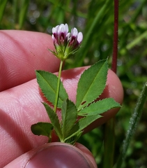 Trifolium variegatum variegatum