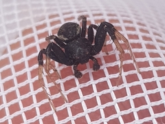 Thomisidae