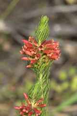 Erica viscaria