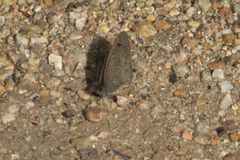 Cassionympha detecta