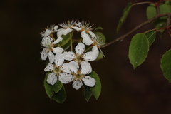 Pyrus cordata
