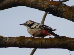 Dendrocopos leucotos