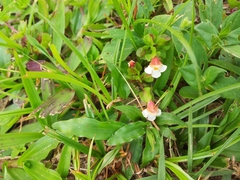 Torenia polygonoides