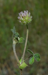 Trifolium microcephalum
