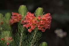 Erica viscaria