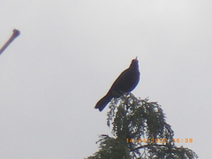 Turdus merula