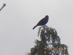 Turdus merula