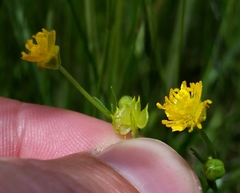 Ranunculus uncinatus
