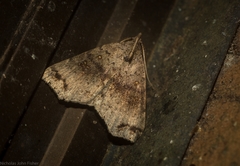 Lithilaria proestans