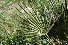 Chamaerops humilis