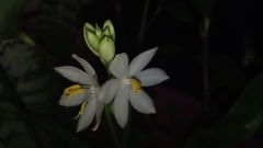 Chlorophytum tuberosum