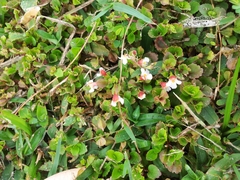 Torenia polygonoides