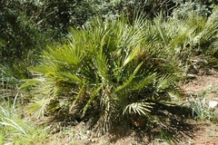 Chamaerops humilis
