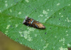 Strobisia proserpinella