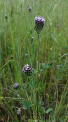 Trifolium dichotomum