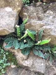 Asplenium ceterach image
