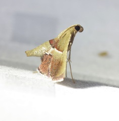 Endotricha repandalis