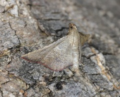 Endotricha theonalis