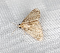 Luma