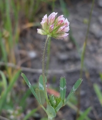 Trifolium bifidum decipiens