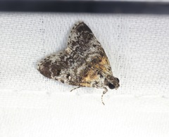 Salma ridiculalis