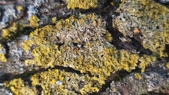 Xanthoria parietina
