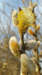 Salix caprea
