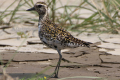 Pluvialis fulva