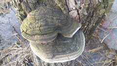Phellinus igniarius