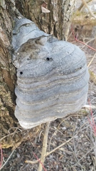 Phellinus