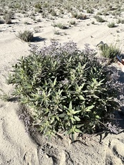 Eriodictyon crassifolium