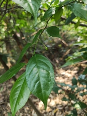 Ilex asprella