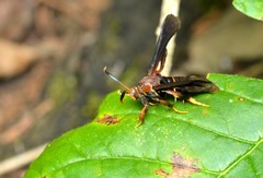 Vitacea polistiformis