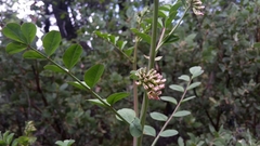Hosackia crassifolia crassifolia