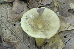 Russula pulverulenta