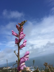 Antirrhinum majus