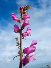 Antirrhinum majus