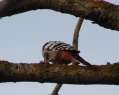 Dendrocopos leucotos