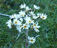 Senecio smithii