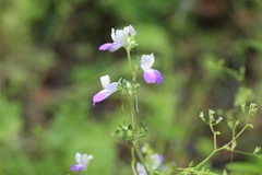 Collinsia multicolor