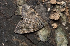 Catocala umbrosa
