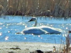 Cygnus columbianus bewickii