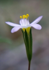 Leptosiphon bolanderi