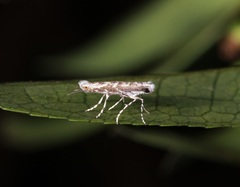 Epicephala lanceolaria