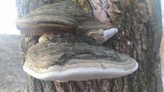 Phellinus igniarius