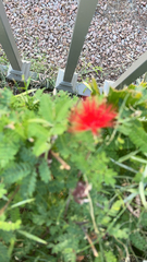 Calliandra californica