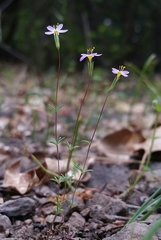 Leptosiphon bolanderi