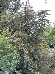 ×chiranthofremontia lenzii