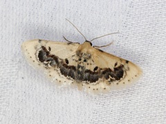 Idaea macrospila